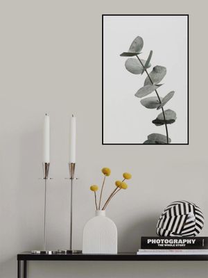 Eucalyptus Natural 06