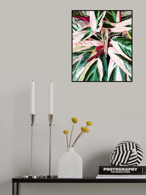 Tropical Variegated Houseplant