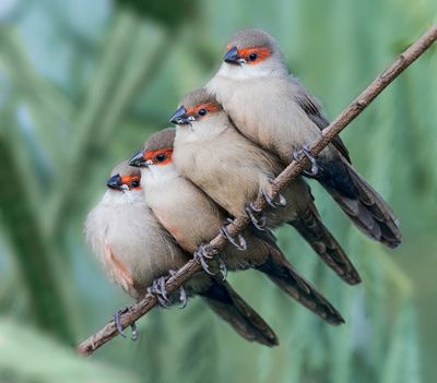 Common Waxbill