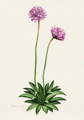Armeria Cantabrica