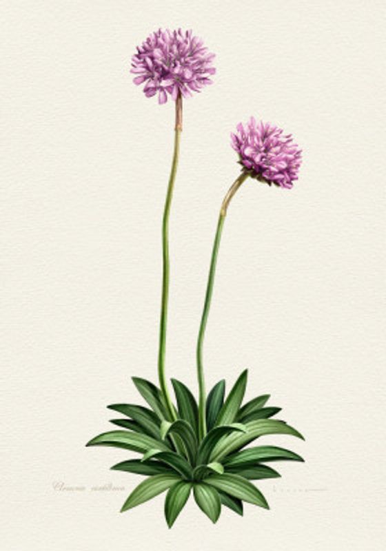 Armeria Cantabrica