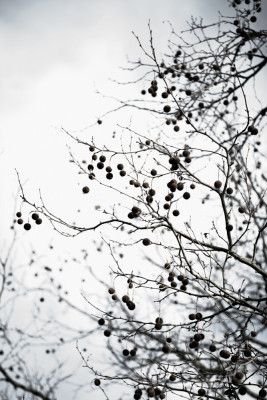 Winter Silhouettes 6