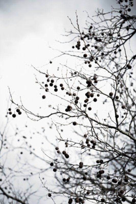 Winter Silhouettes 6