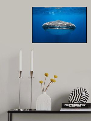 Face to Face with a whale shark