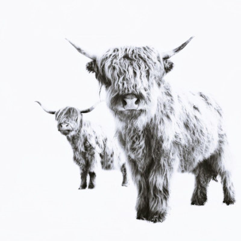 Highland Cows on White