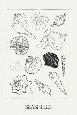 Seashellsno02