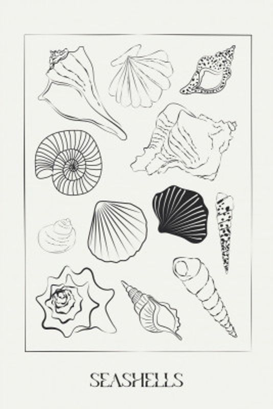 Seashellsno02