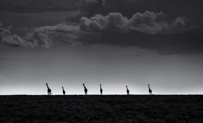 6 Giraffes