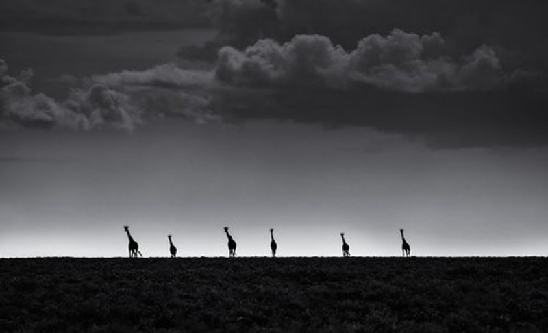 6 Giraffes