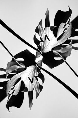 B&w Leaf Monstera