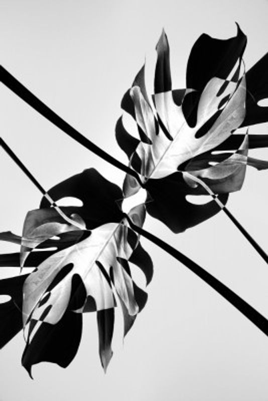 B&w Leaf Monstera