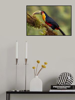 Red-breasted Toucan