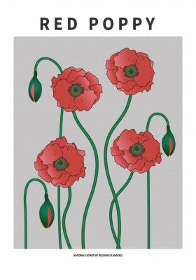 Red Poppy - National flower of Belgium