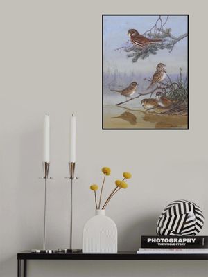 Sparrow By Allan Brooks