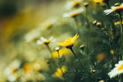 Vibrant Floral Summer Flowers