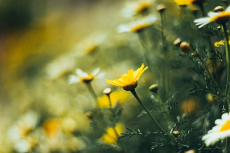Vibrant Floral Summer Flowers