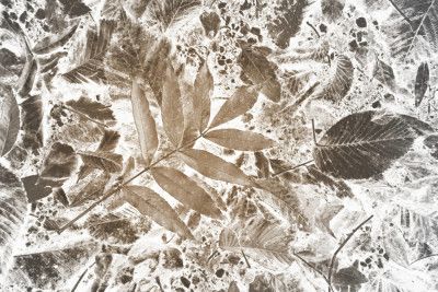 Autumn Leaves in sepia