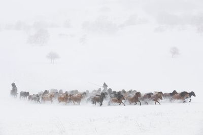 Winter Pastures