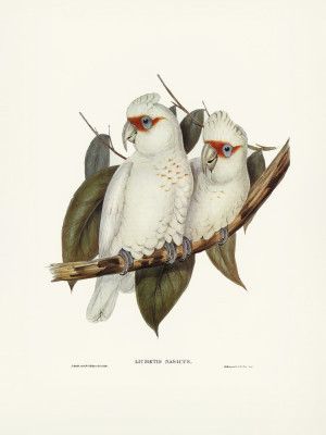 Long Billed Cockatoo