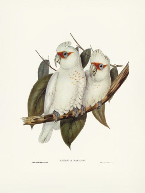 Long Billed Cockatoo