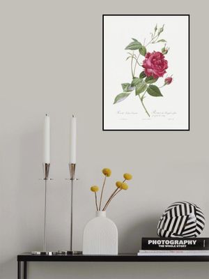 Blood Red Bengal Rose, Les Roses (1817–1824)