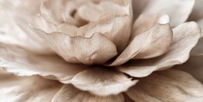 Delicate Petal Dance