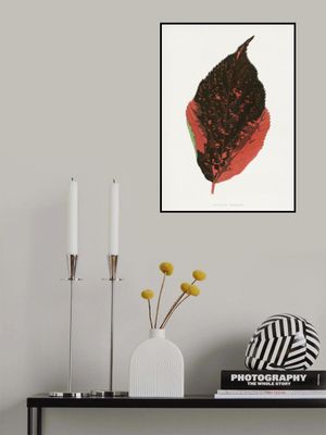 Acalypha Tricolor Leaf Illustration