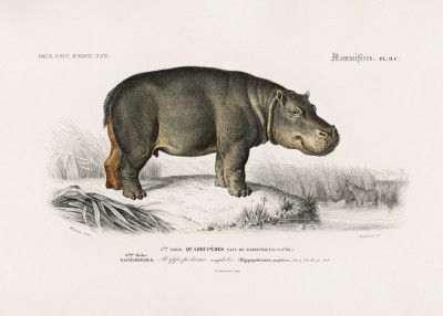 Hippopotamus