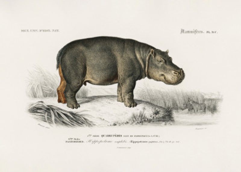 Hippopotamus