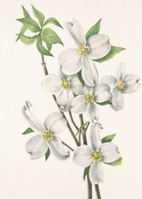 Flowering Dogwood From North American Wildflowers (1925) By Mary Vaux Walcott