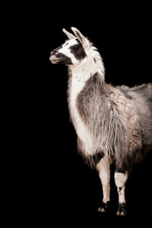 Lama Black  Portrait
