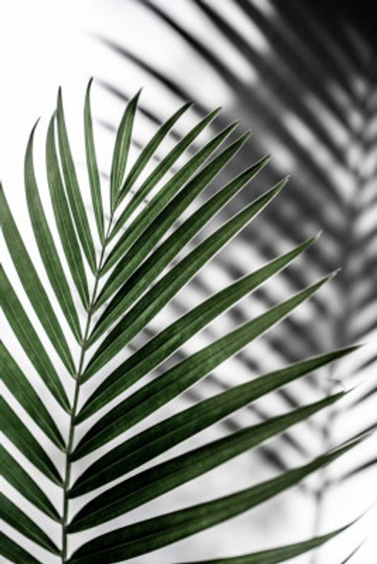 Vibrant Green Palm Leaf