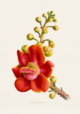 Couroupita Guianensis