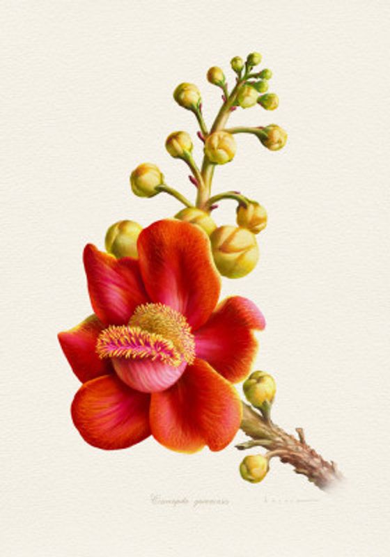 Couroupita Guianensis