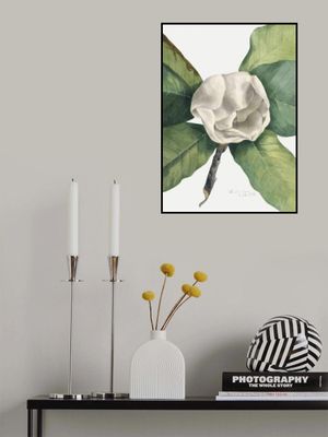 Southern Magnolia (1918)