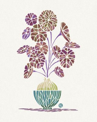 Stephania Erecta (cream-dark red)