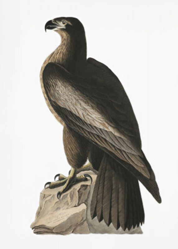 Great American Sea Eagle From Birds of America (1827)