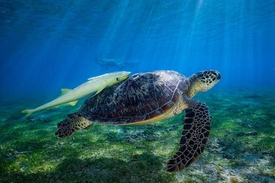 Sea Turtle