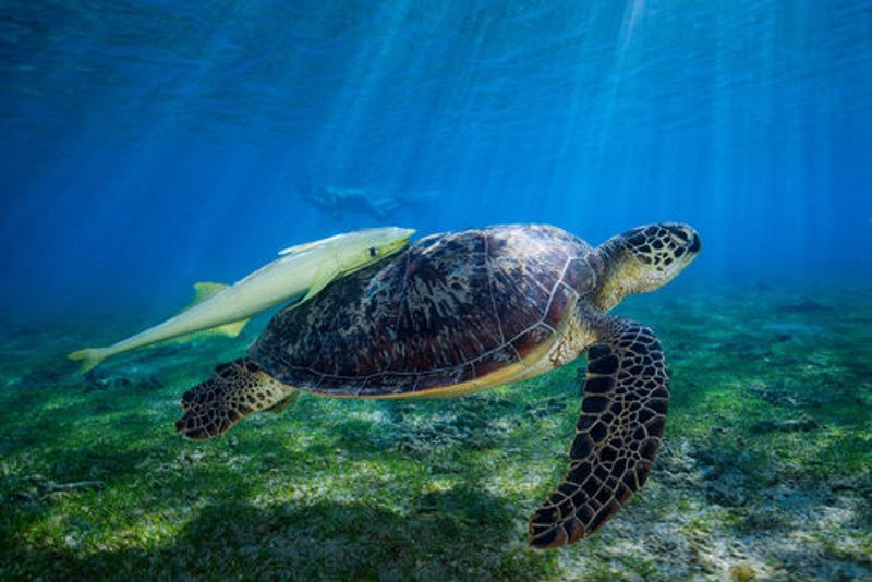 Sea Turtle