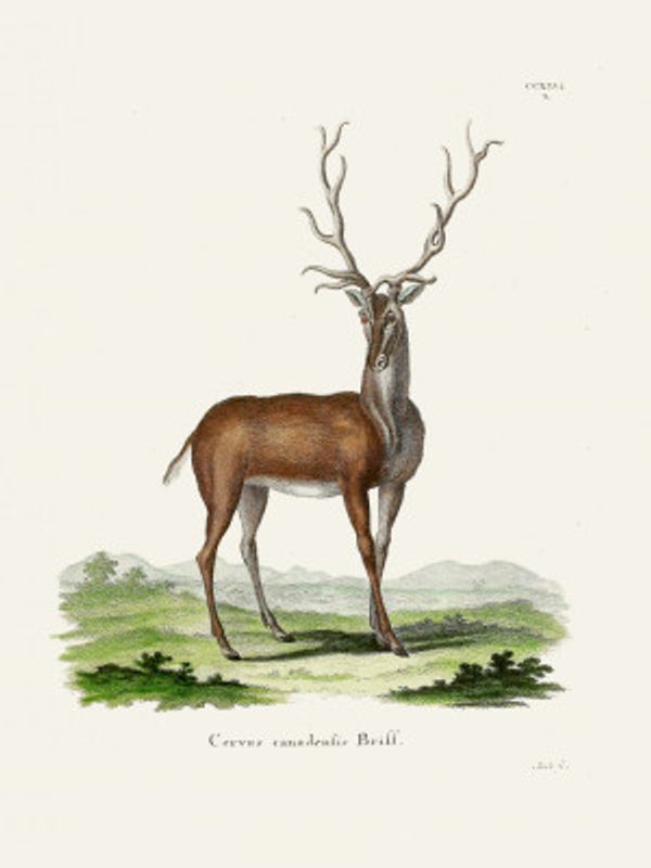 Elk  By Johann Christian Daniel Von Schreber.