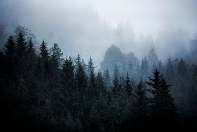 Foggy Woods 5
