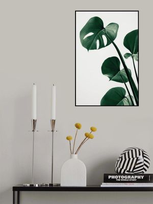 Monstera Natural 38