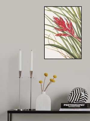 Quill Leaf Tillandsia From North American Wildflowers (1925) By Mary Vaux Walcott