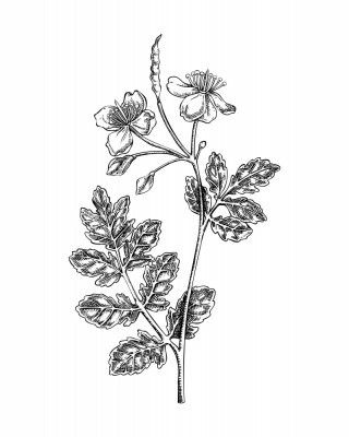 Greater Celandine (Chelidonium majus)