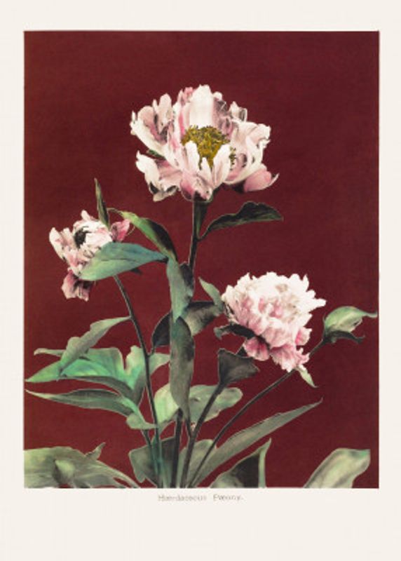 Hærdaceous Peony no2