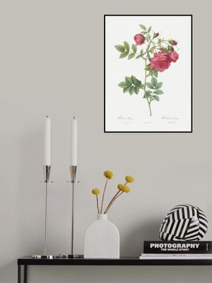 Turnip Roses, Les Roses (1817–1824)