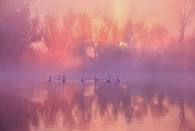 Swan Lake Sunrise