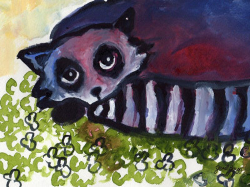 Raccoon In Clover Patch