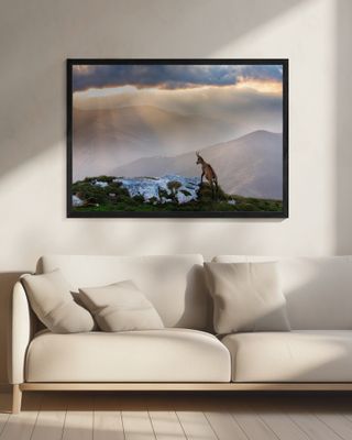 Chamois in Piatra Craiului Romania