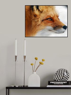 Red Fox